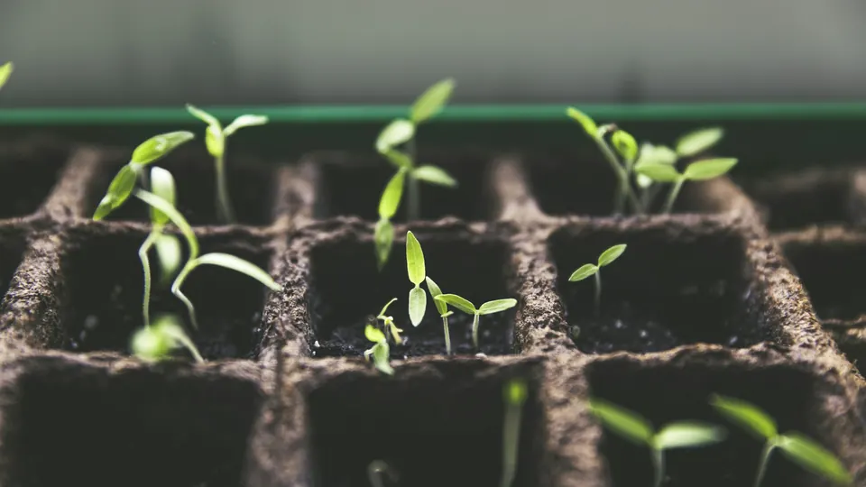 Plant sprouts growing from the soil